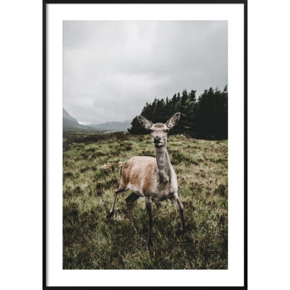 Plakat Dzika Szkocja