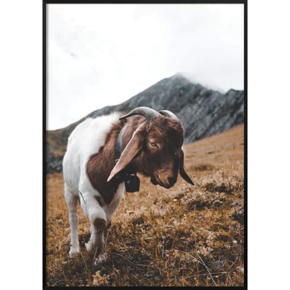 Plakat Kozica górska