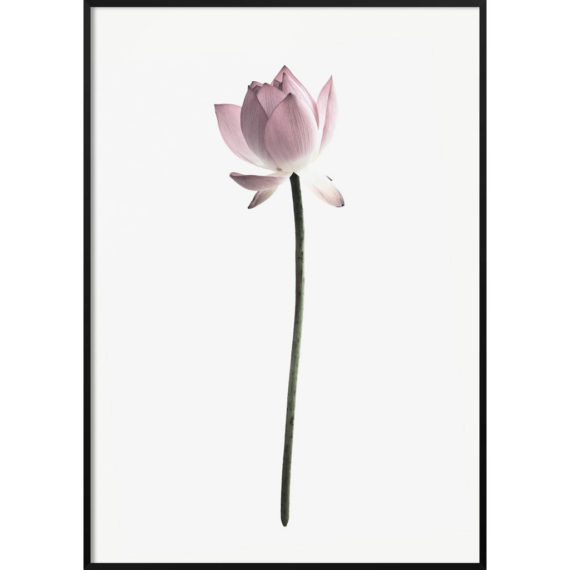 Plakat Kwiat lotosu