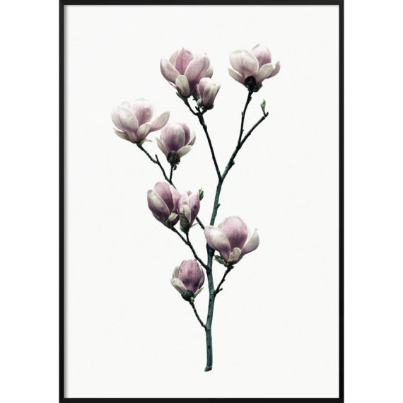Plakat Magnolia