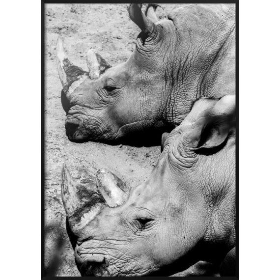 Plakat Nosorożce