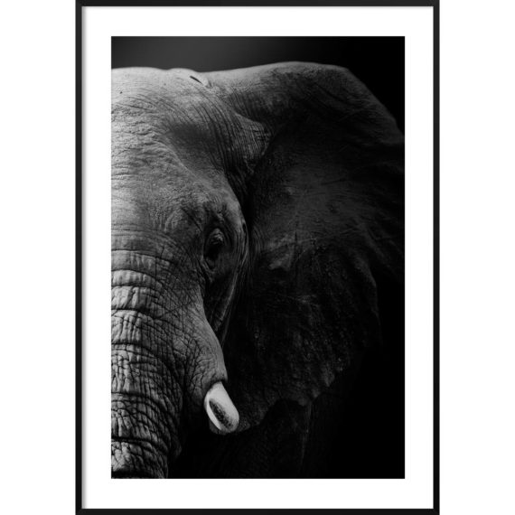Plakat Słoń