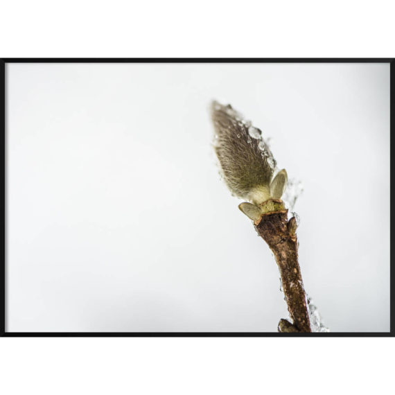 Plakat Bazia na mrozie