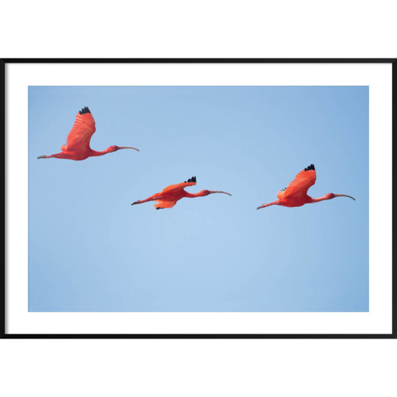 Plakat Flamingi na niebie