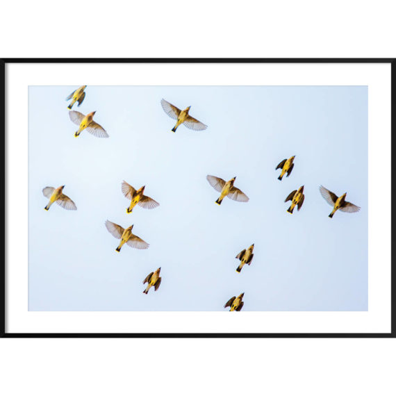 Plakat Jemiełuszki na niebie