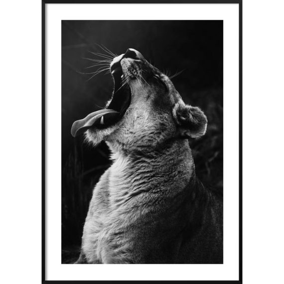 Plakat Lew czarno-biały