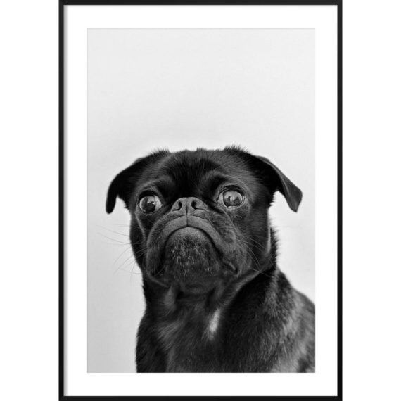 Plakat Mops mina nr 1