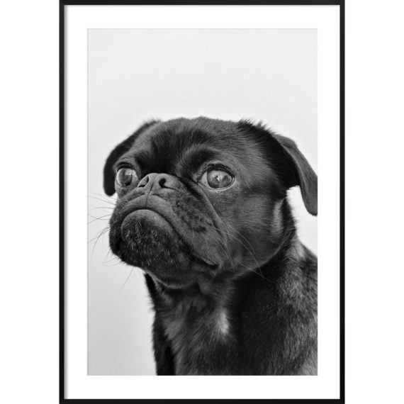 Plakat Mops mina nr 2