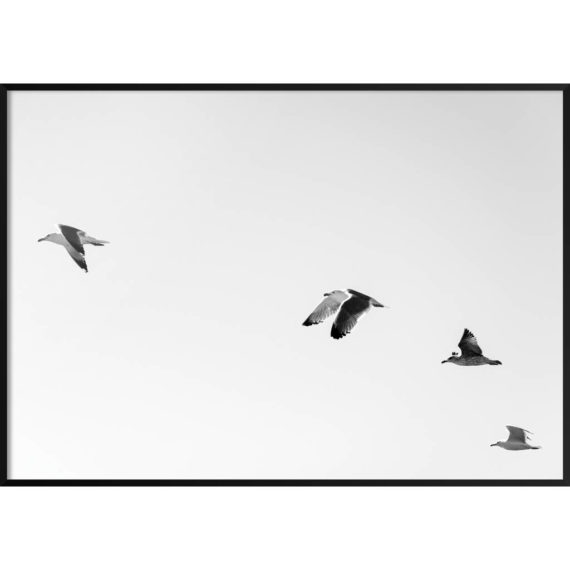 Plakat Ptaki na niebie