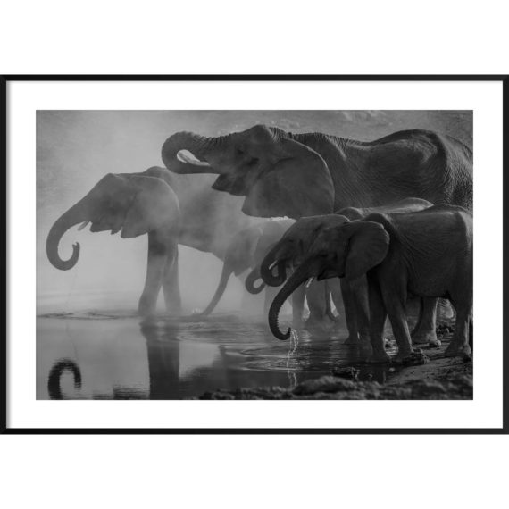 Plakat Słonie przy wodopoju