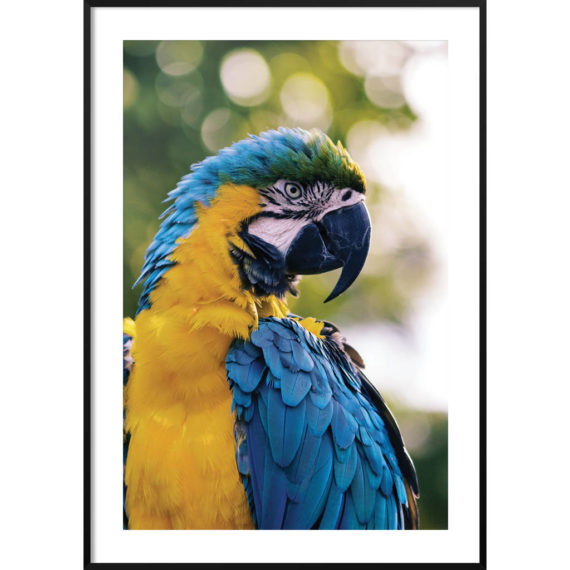 Plakat Papuga