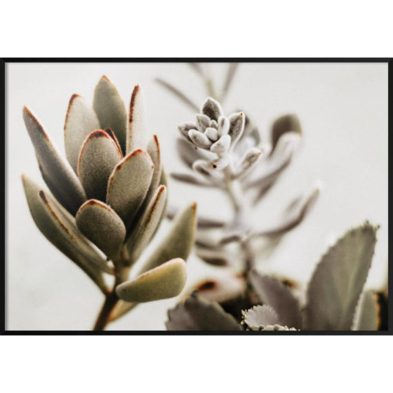 Plakat Sukulenty