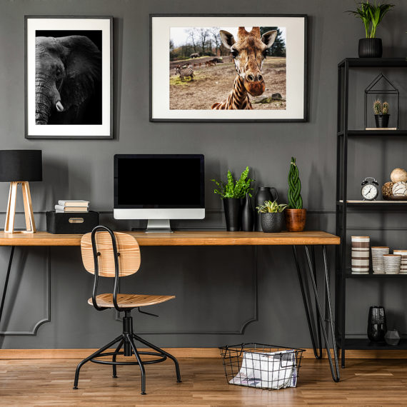 Plakat Słoń i żyrafa