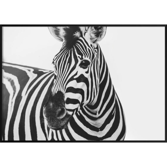Plakat Zebra