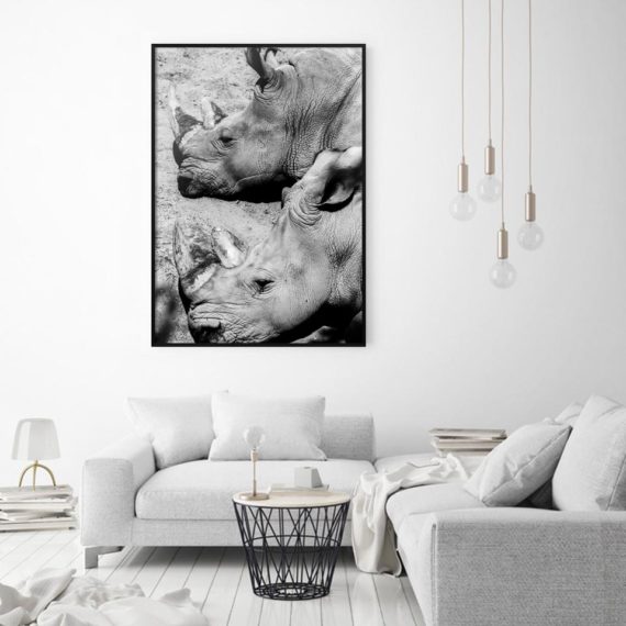 Plakat Nosorożce