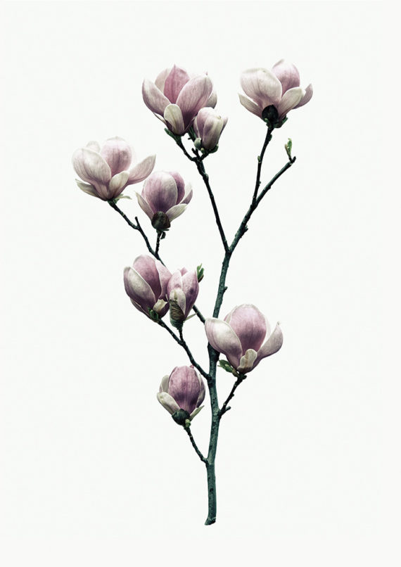 magnolia