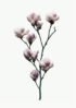 kwiaty magnolii