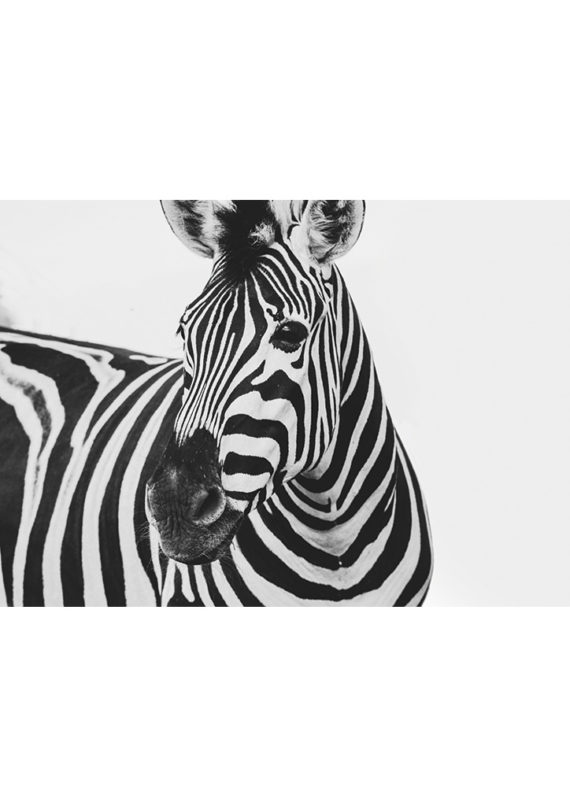 zebra