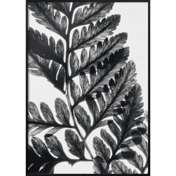 Plakat Liść czarno-biały