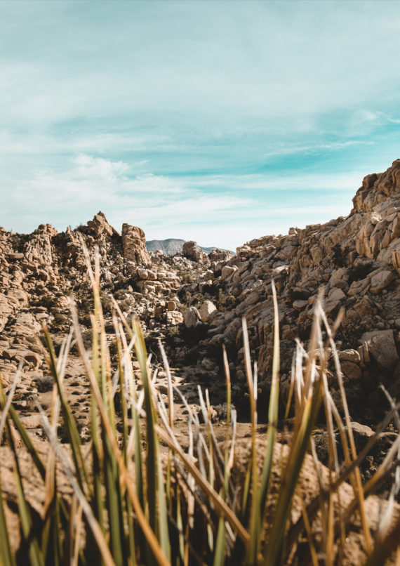 joshua tree