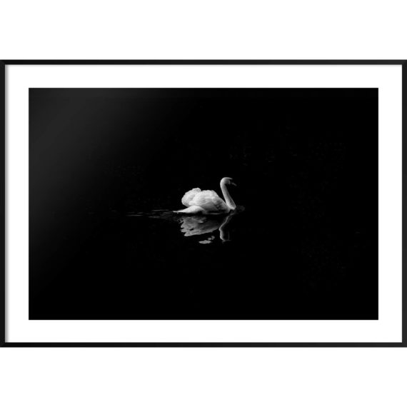 Plakat Łabędź