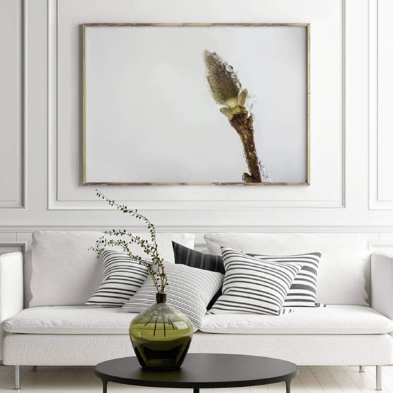 Palakt Bazia na mrozie w salonie