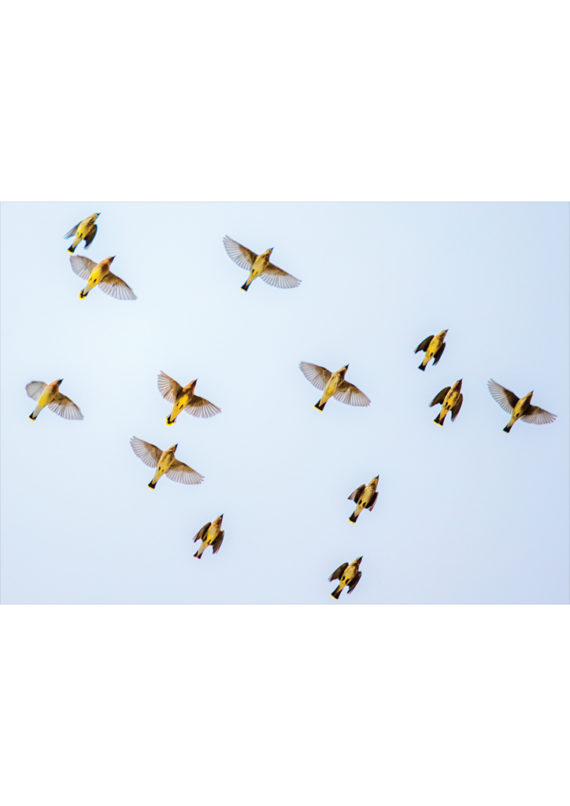 jemioluszki na niebie