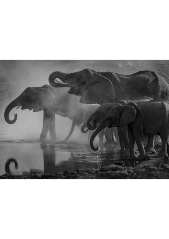 slonie przy wodopoju