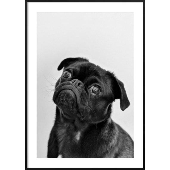 Plakat Mops mina NO. 3