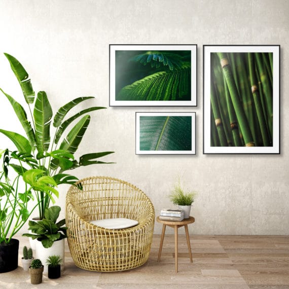 Plakat Tropikalne liście, Liść fikusa zbliżenie, Bambus