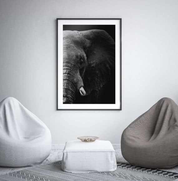 Plakat Słoń