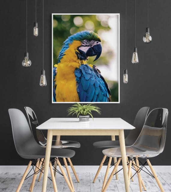 Plakat Papuga