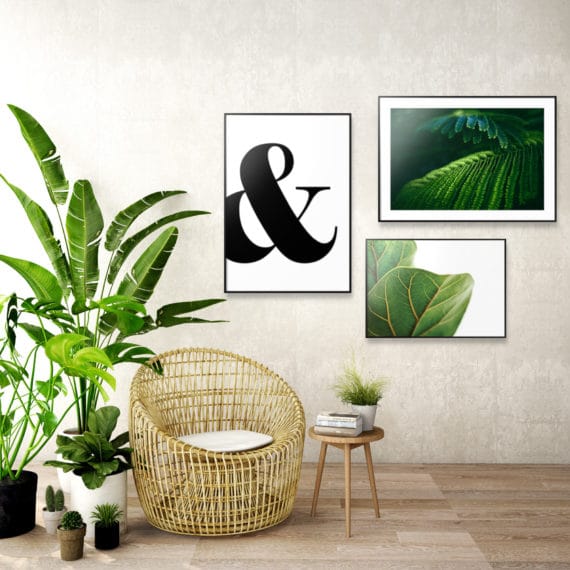 Plakat &; Liście tropikalne; Dwa liście fikusa