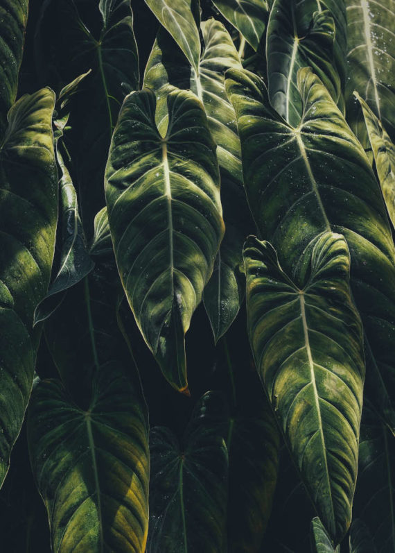 Ciepłe Słońce Na Liściach