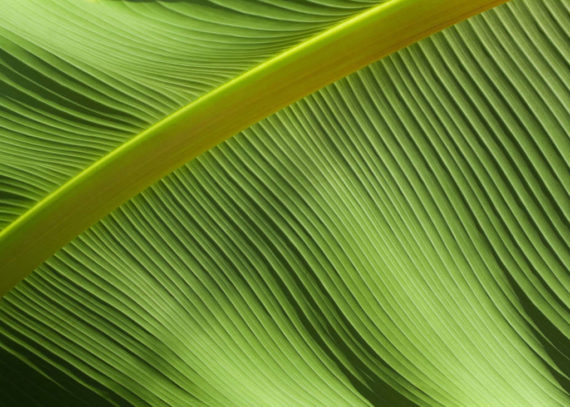 Liść w skali makro