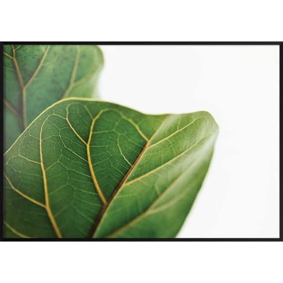 Plakat Dwa liście fikusa