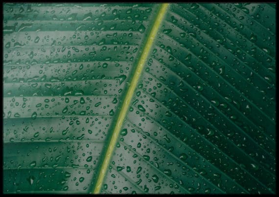 Plakat Liść Fikusa Zbliżenie