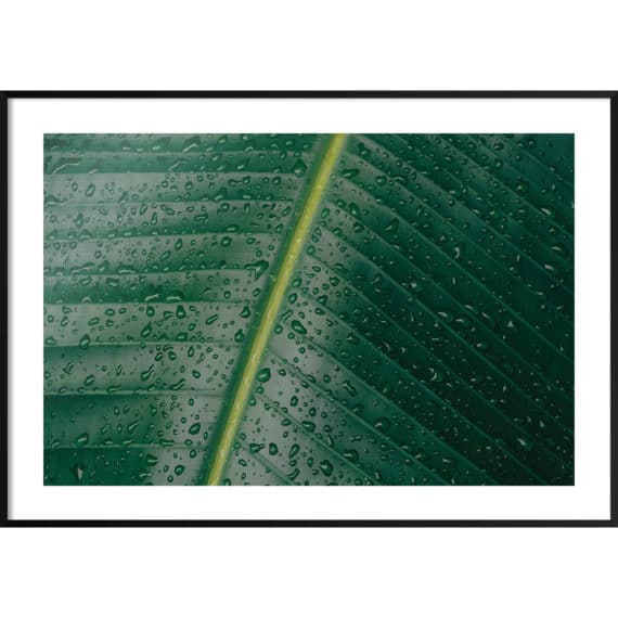 Plakat Liść fikusa zbliżenie