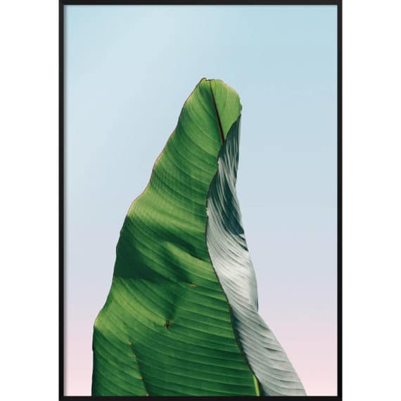 Plakat Liść o poranku