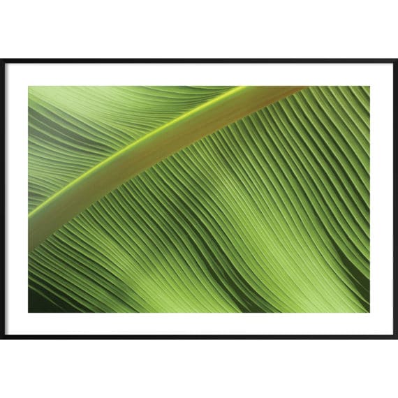 Plakat Liść w sali makro