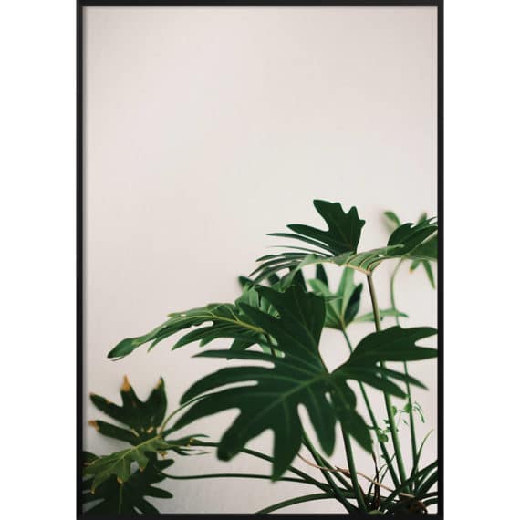 Plakat Monstera pion