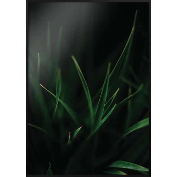Plakat Soczysta trawa