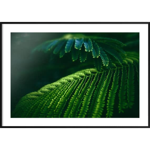 Plakat Tropikalne liście