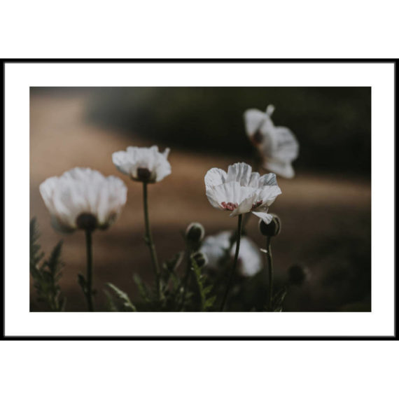 Plakat Białe maki