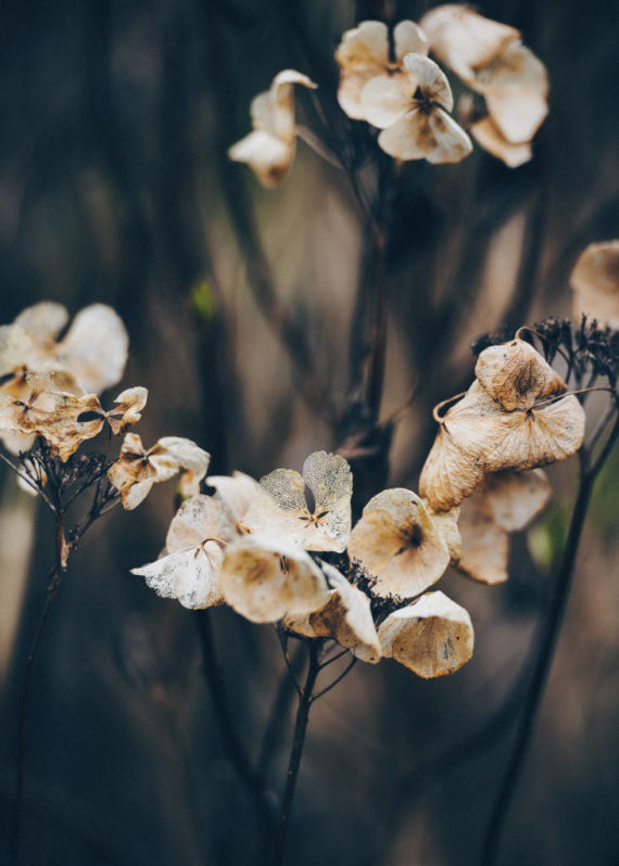 Kwiaty późnego lata