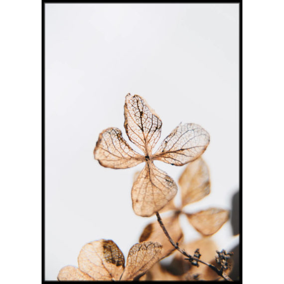 Plakat Szkielet hortensji